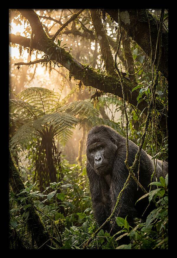 Bwindi Impenetrable Forest Majesty