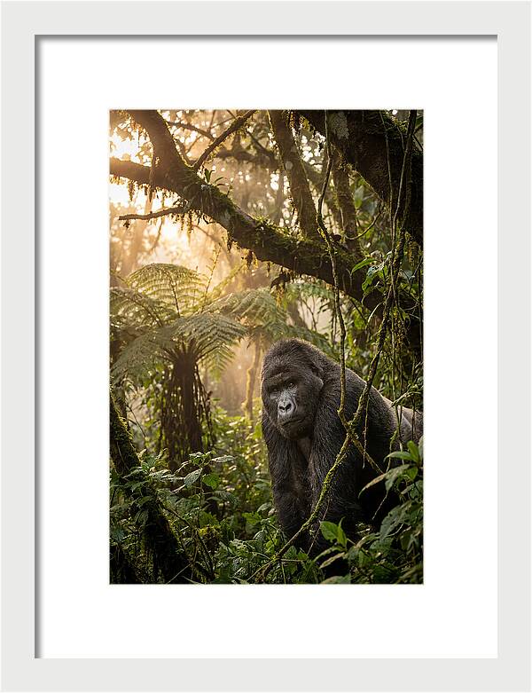 Bwindi Impenetrable Forest Majesty