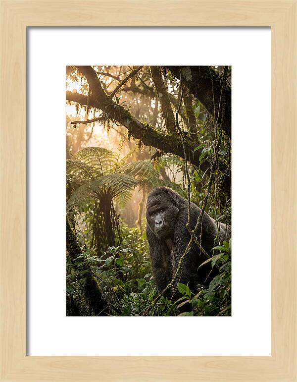 Bwindi Impenetrable Forest Majesty
