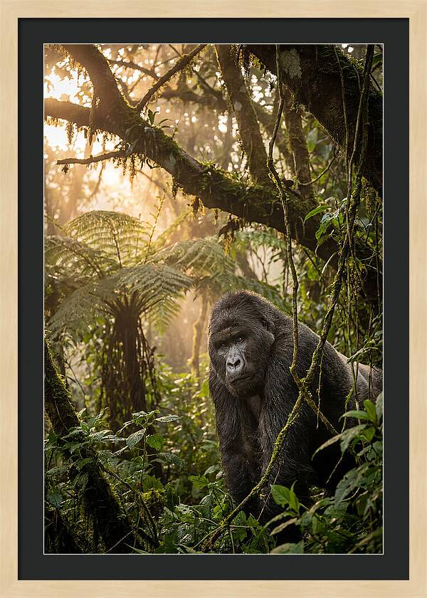 Bwindi Impenetrable Forest Majesty