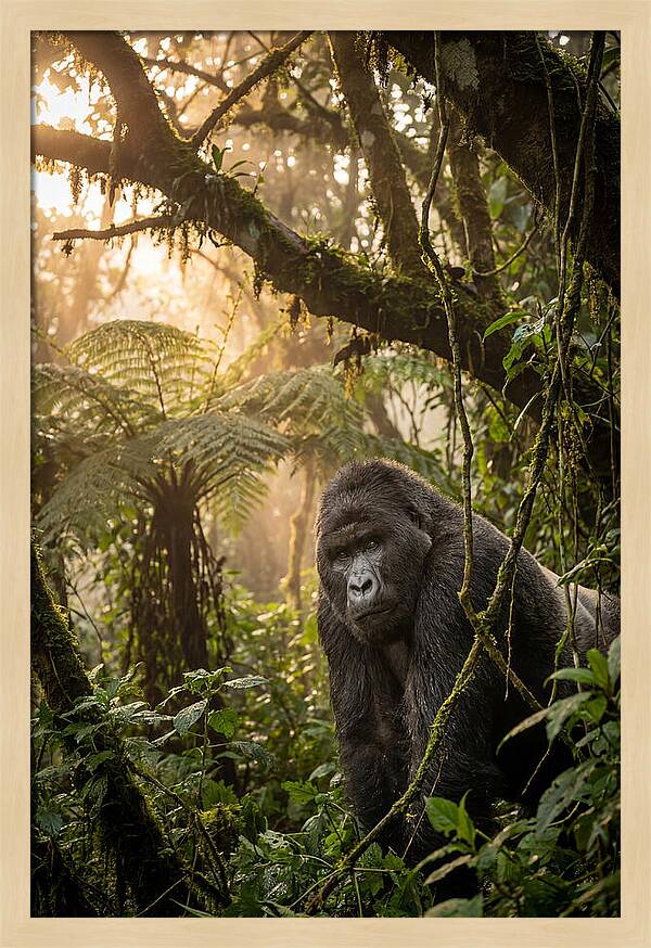 Bwindi Impenetrable Forest Majesty