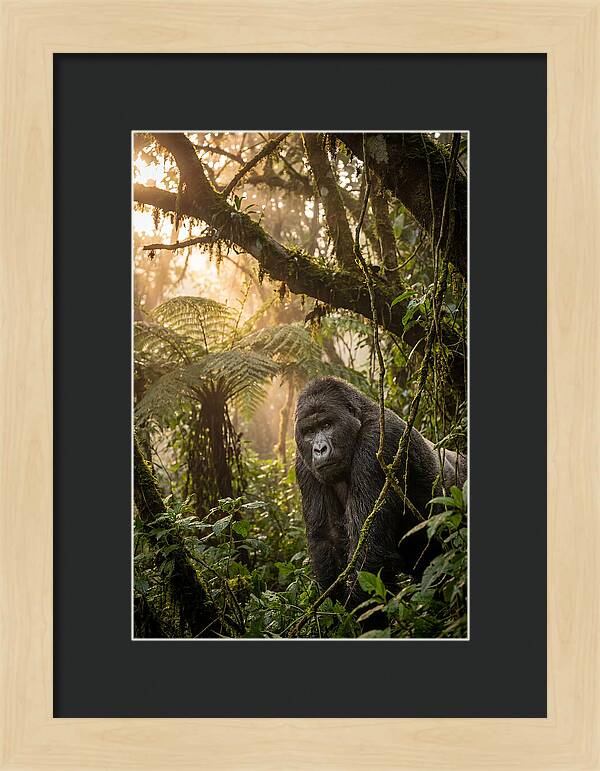 Bwindi Impenetrable Forest Majesty