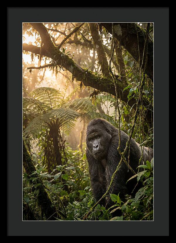 Bwindi Impenetrable Forest Majesty