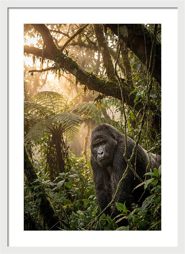 Bwindi Impenetrable Forest Majesty