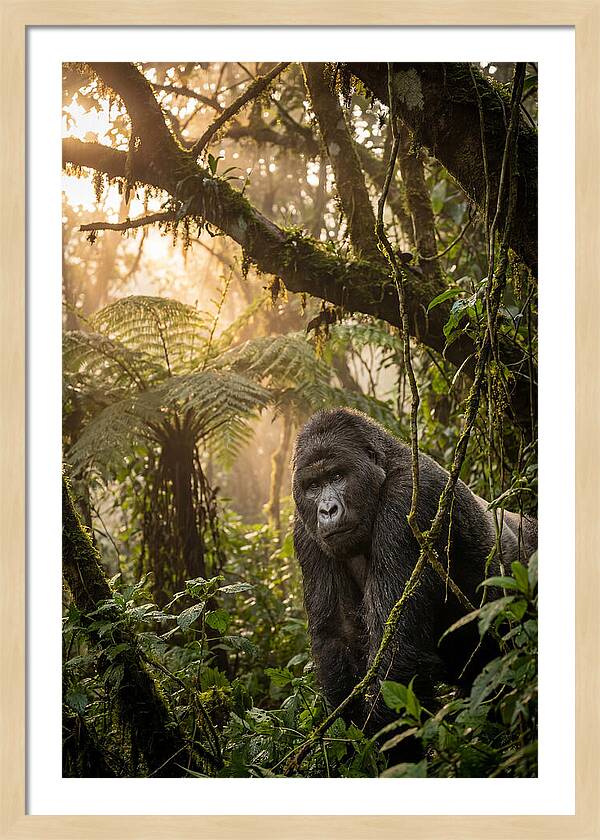 Bwindi Impenetrable Forest Majesty