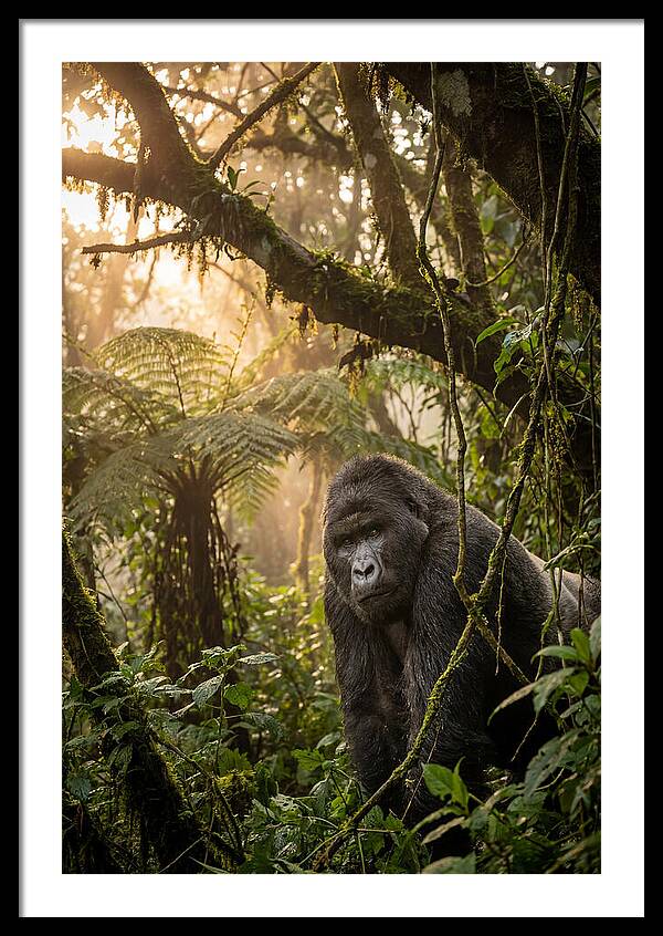 Bwindi Impenetrable Forest Majesty