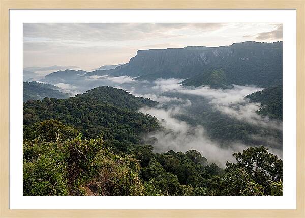 Bwindi Impenetrable Forest Viewpoint