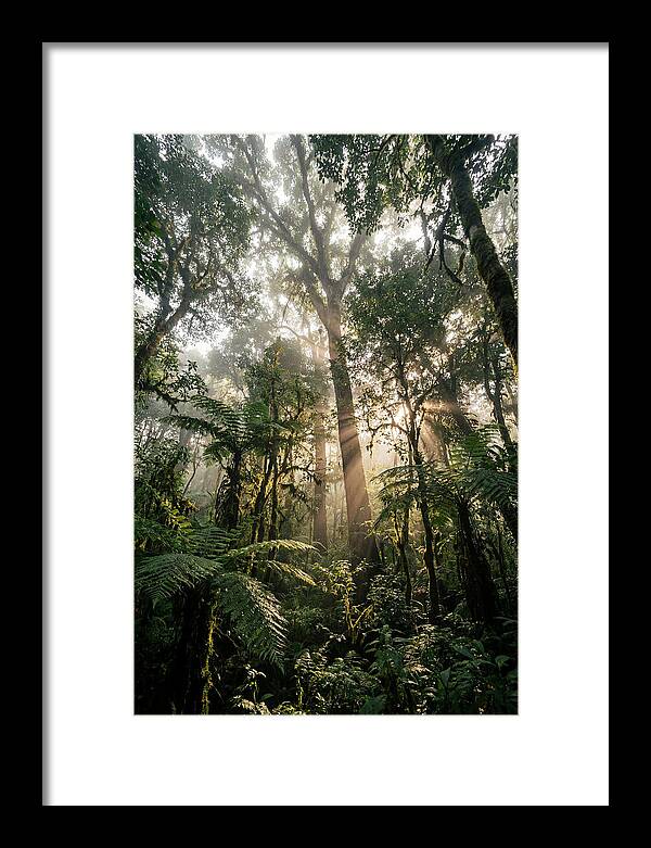Bwindis Enchanted Forest Light