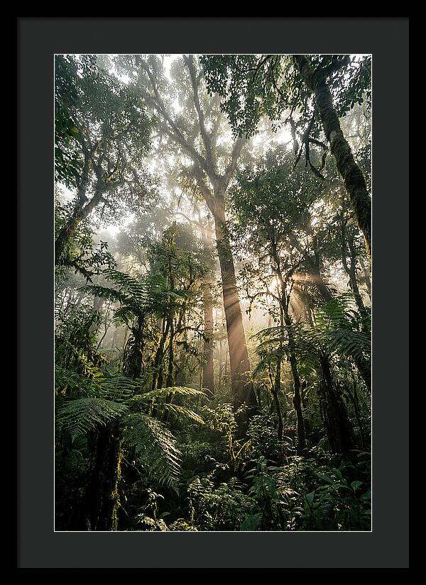 Bwindis Enchanted Forest Light
