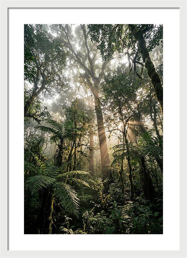 Bwindis Enchanted Forest Light
