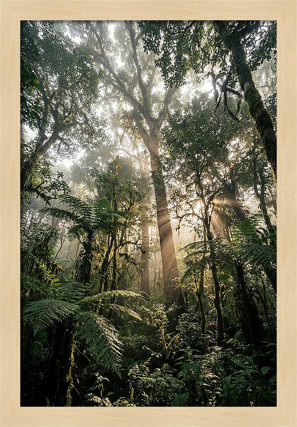 Bwindis Enchanted Forest Light