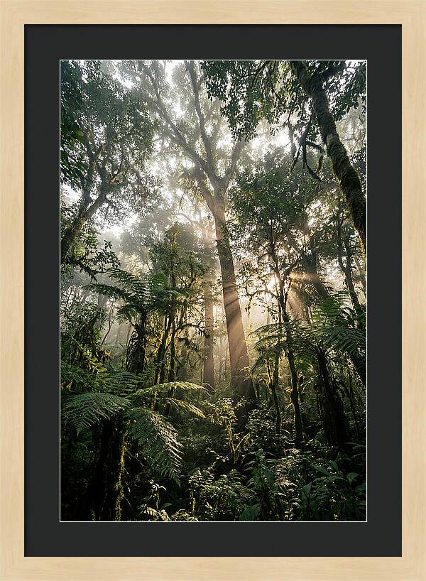 Bwindis Enchanted Forest Light