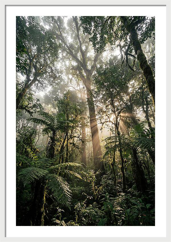Bwindis Enchanted Forest Light