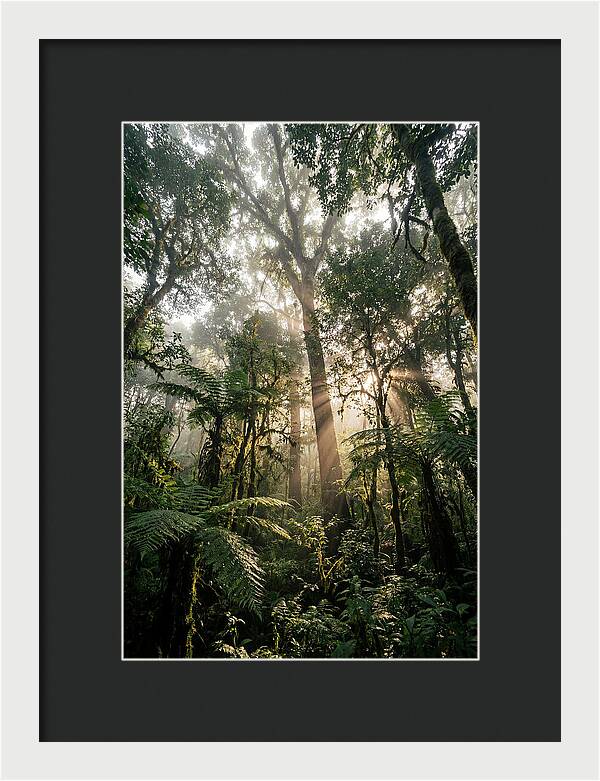 Bwindis Enchanted Forest Light