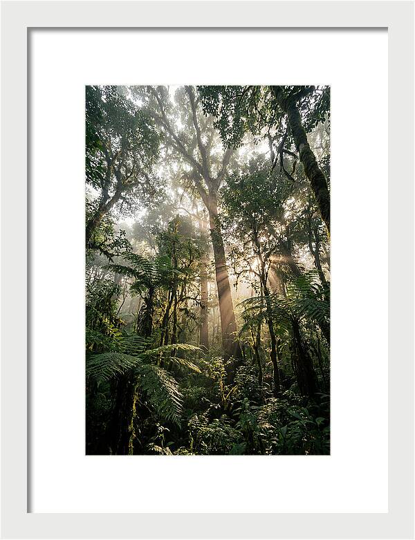 Bwindis Enchanted Forest Light