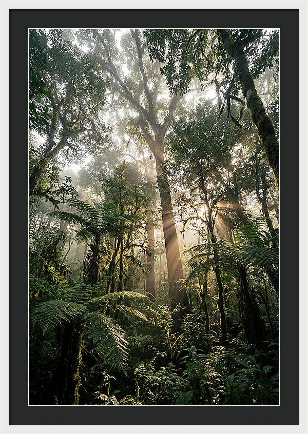 Bwindis Enchanted Forest Light