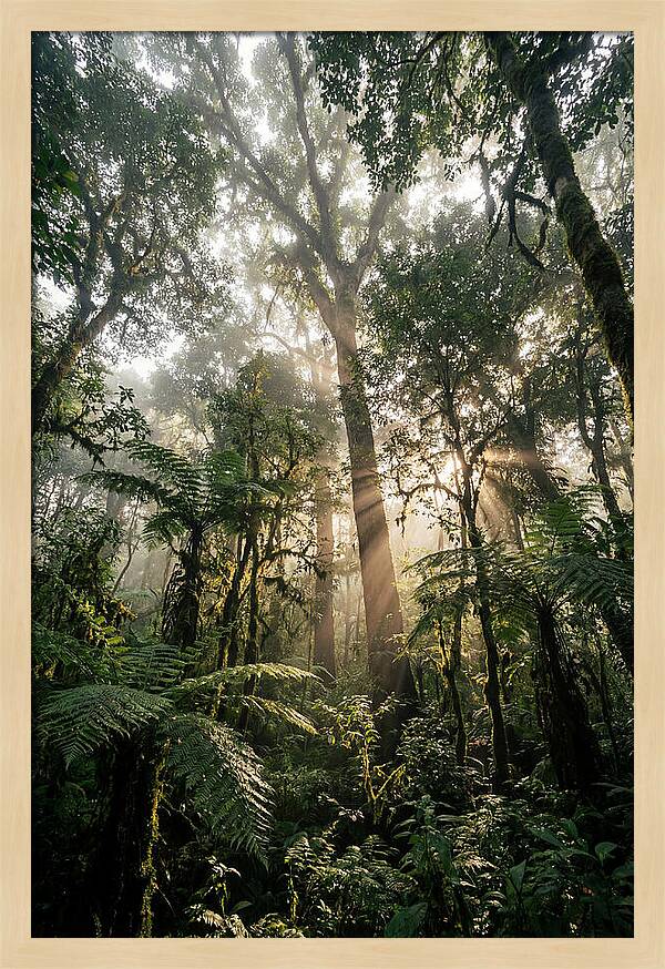Bwindis Enchanted Forest Light