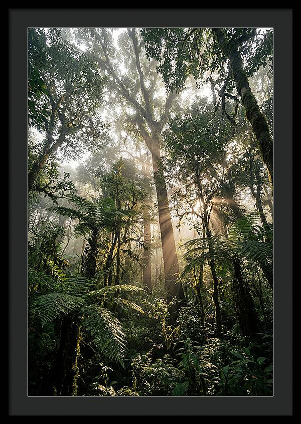 Bwindis Enchanted Forest Light