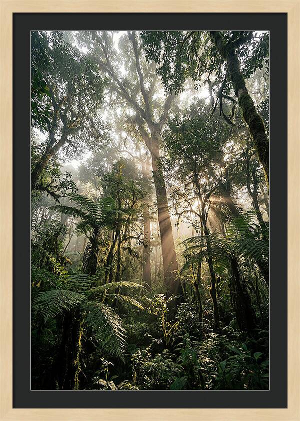 Bwindis Enchanted Forest Light