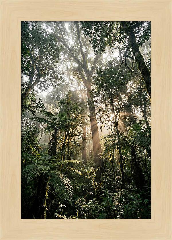 Bwindis Enchanted Forest Light