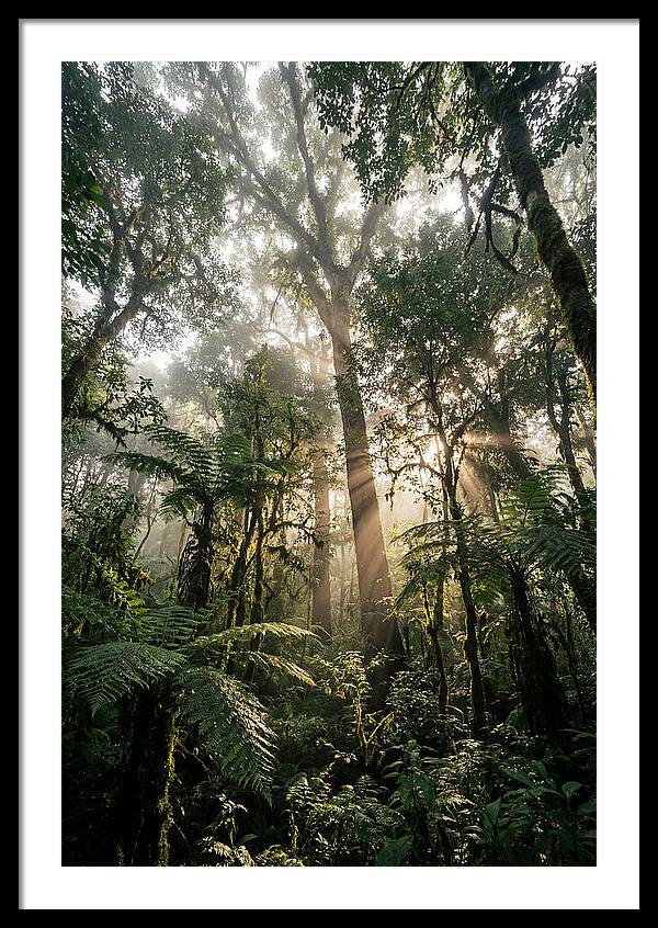 Bwindis Enchanted Forest Light