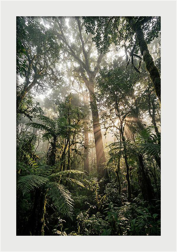 Bwindis Enchanted Forest Light