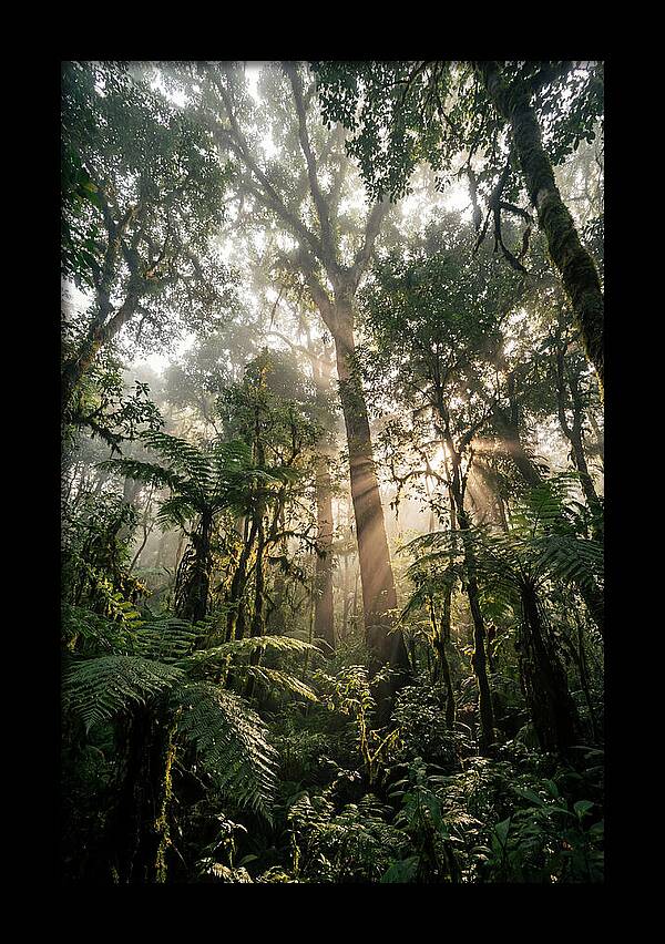 Bwindis Enchanted Forest Light