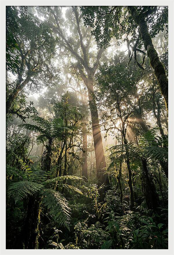 Bwindis Enchanted Forest Light