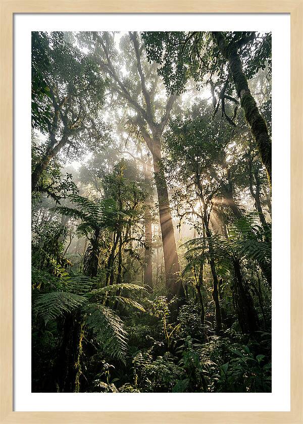 Bwindis Enchanted Forest Light