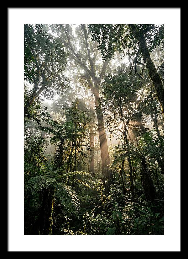 Bwindis Enchanted Forest Light