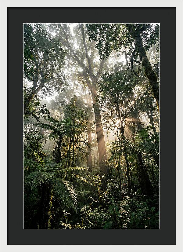 Bwindis Enchanted Forest Light