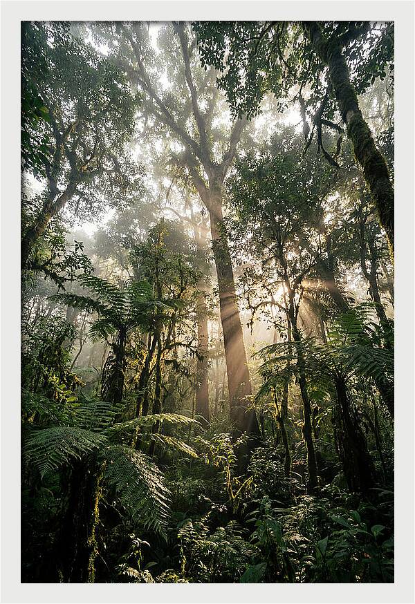 Bwindis Enchanted Forest Light