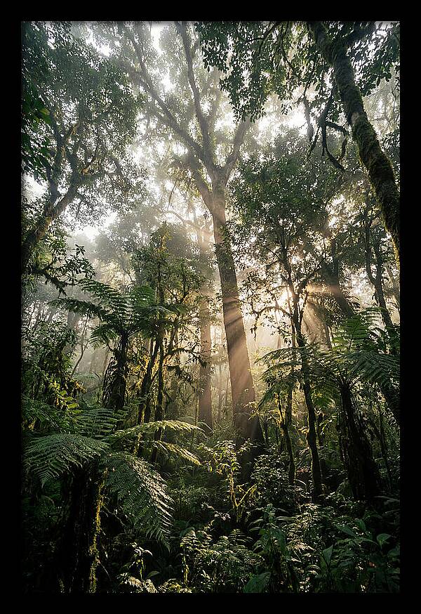 Bwindis Enchanted Forest Light