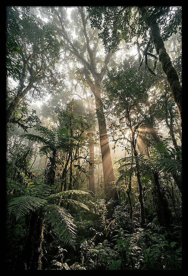 Bwindis Enchanted Forest Light