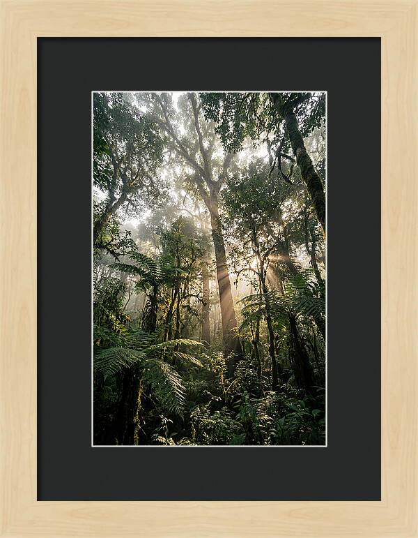 Bwindis Enchanted Forest Light