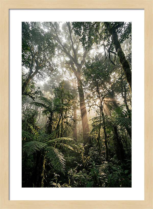 Bwindis Enchanted Forest Light
