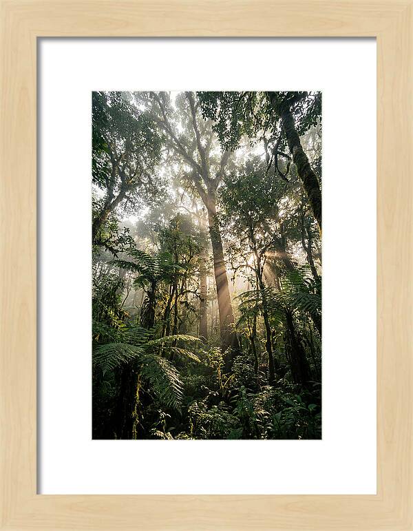 Bwindis Enchanted Forest Light
