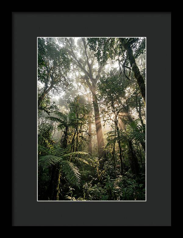 Bwindis Enchanted Forest Light