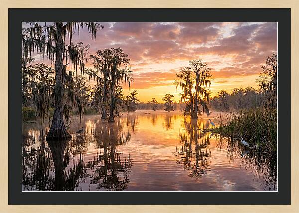 Cache River Wetland Serenity