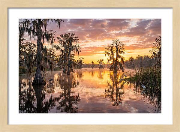 Cache River Wetland Serenity