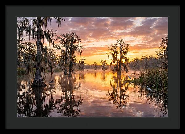 Cache River Wetland Serenity