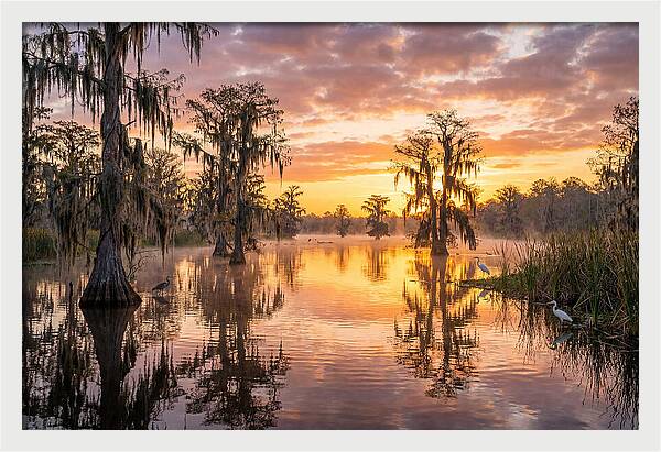Cache River Wetland Serenity