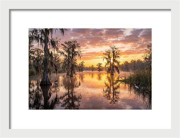 Cache River Wetland Serenity