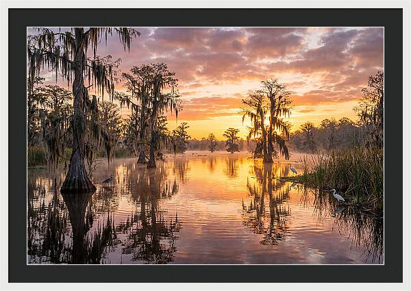 Cache River Wetland Serenity