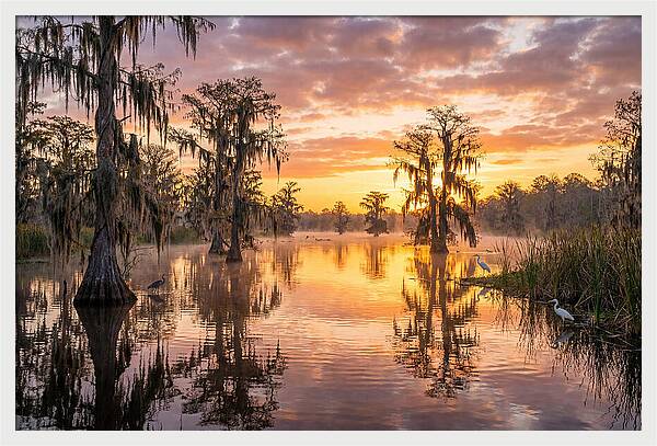Cache River Wetland Serenity