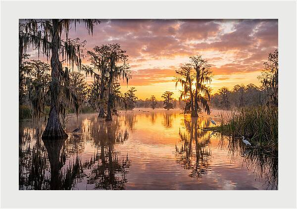 Cache River Wetland Serenity