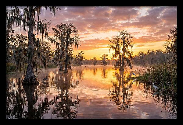 Cache River Wetland Serenity