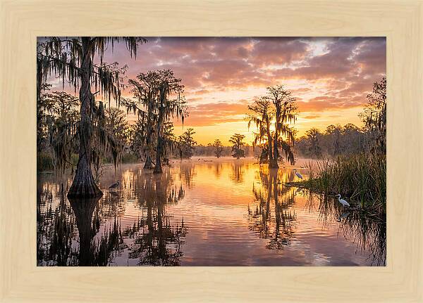 Cache River Wetland Serenity
