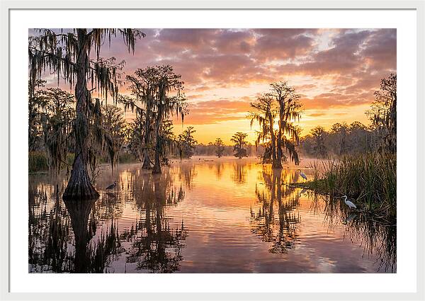Cache River Wetland Serenity