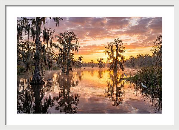 Cache River Wetland Serenity